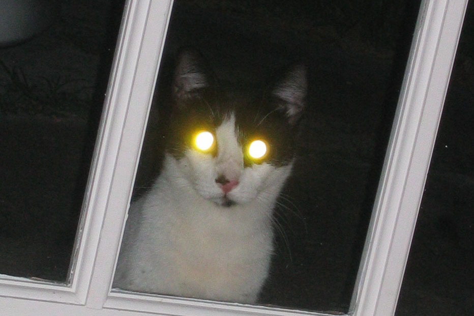 Почему у кошек светятся глаза ?