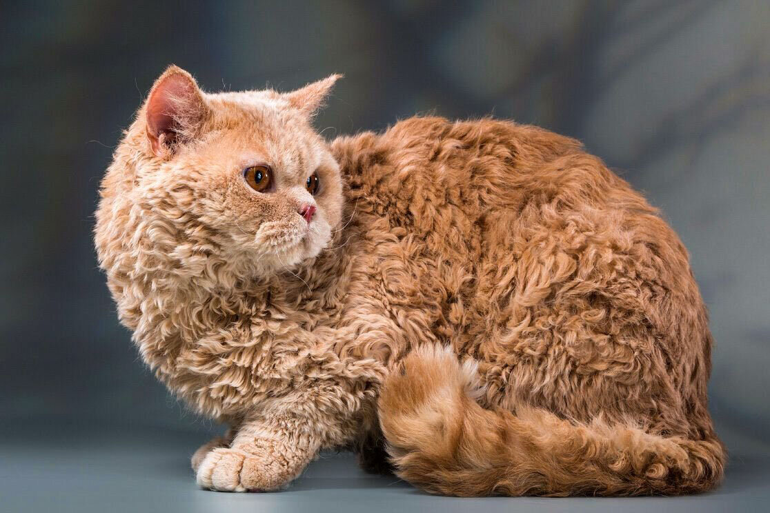 Порода кошек: Селкирк-рекс