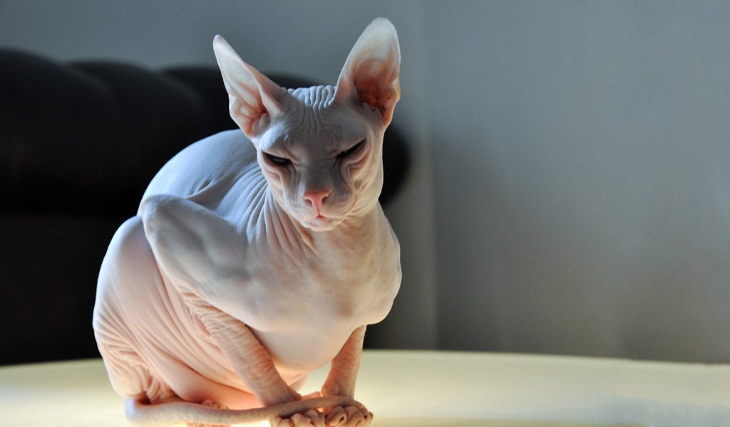 Порода кошек: Донской «сфинкс»