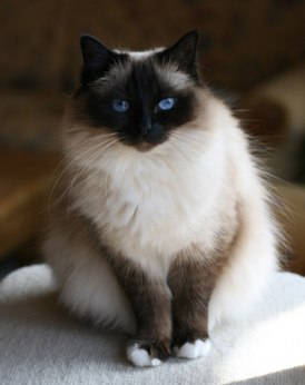 Порода кошек: Бирманская кошка