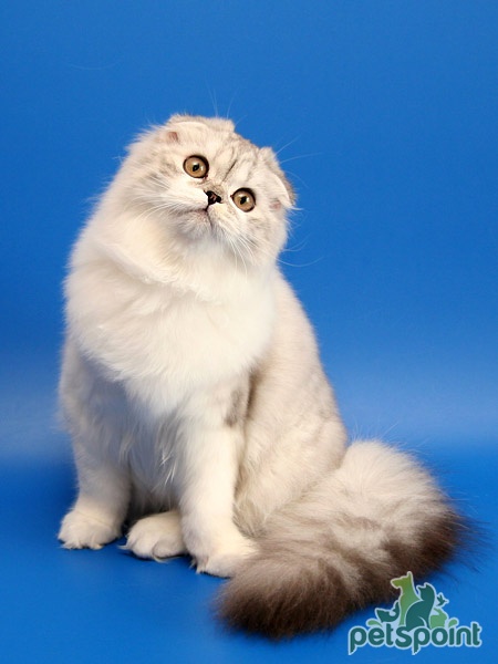 Порода кошек: Хайленд фолд