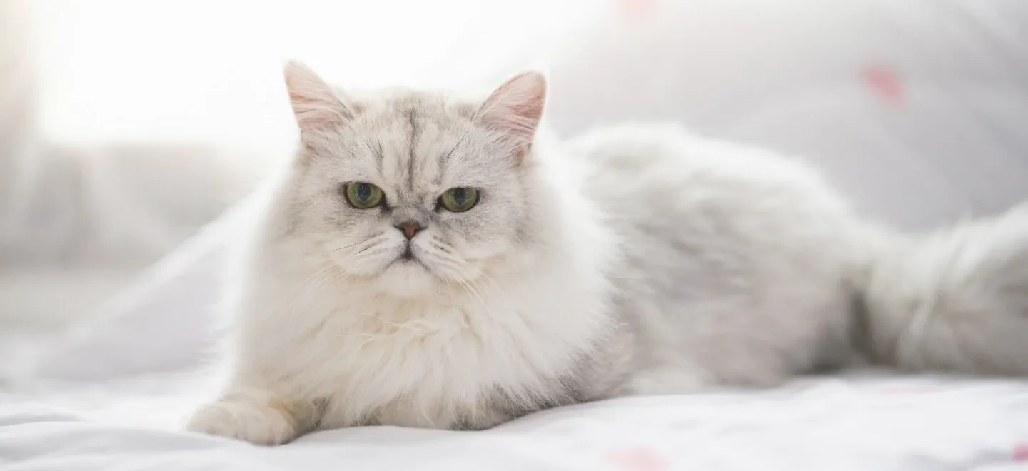 Порода кошек: Персидская кошка