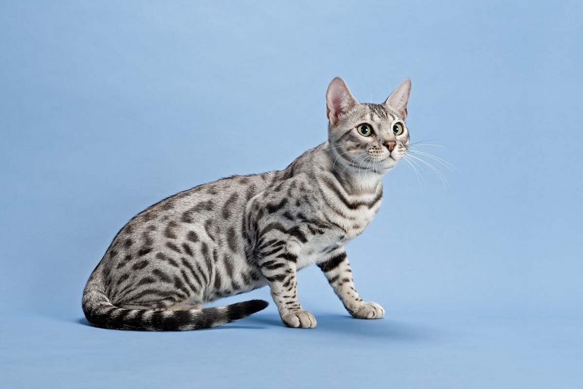 Порода кошек: Серенгети
