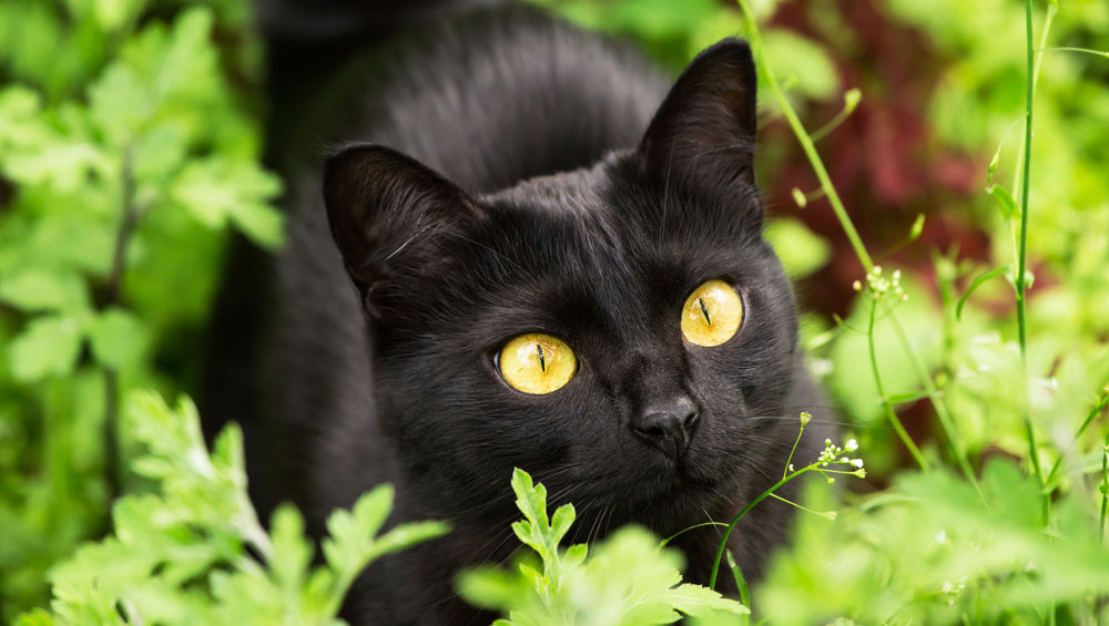 Порода кошек: Бомбейские кошки