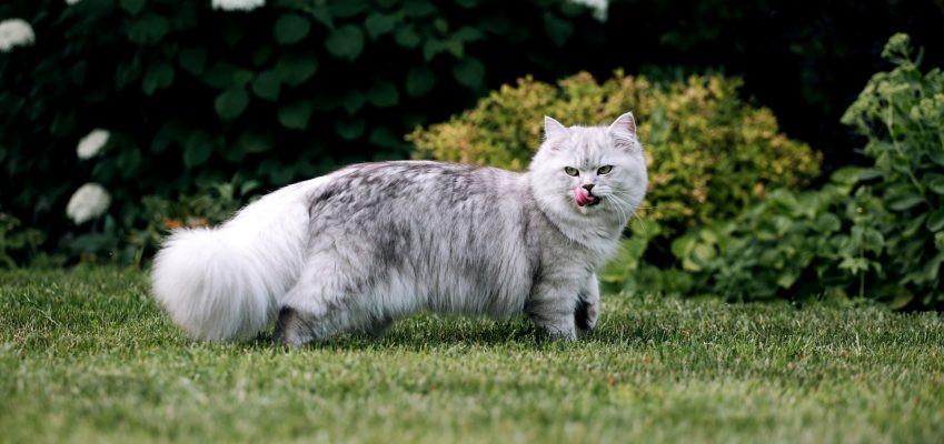 Порода кошек: Британские длинношерстные
