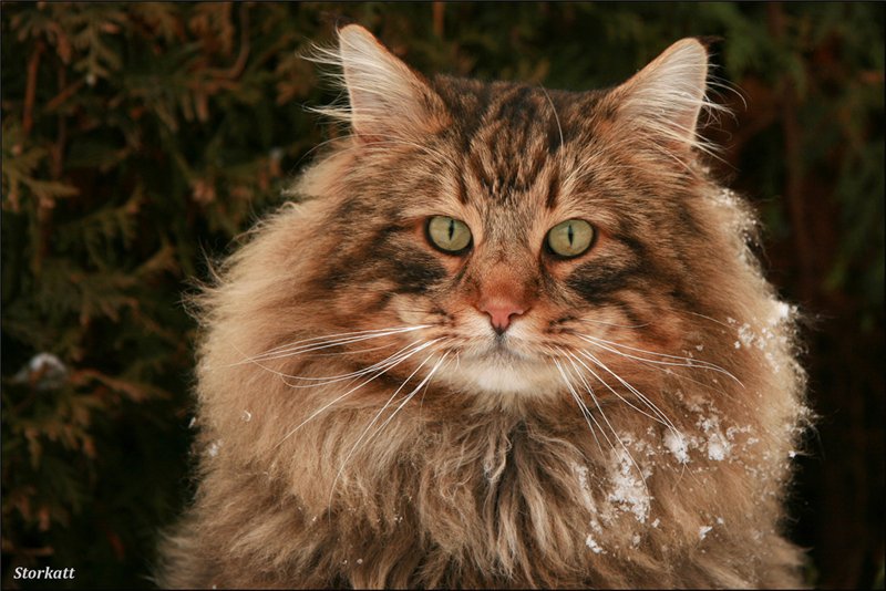 Порода кошек: Норвежские лесные