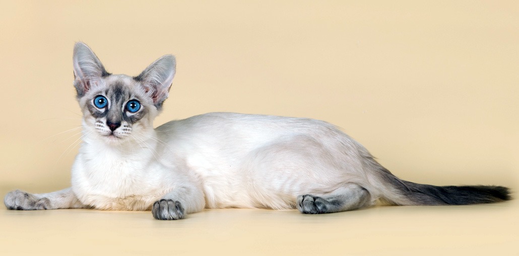 Порода кошек: Балинезийские кошки
