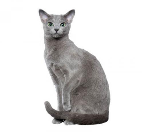 Порода кошек: Русская голубая