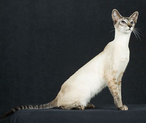 Порода кошек: Колорпойнт короткошерстный