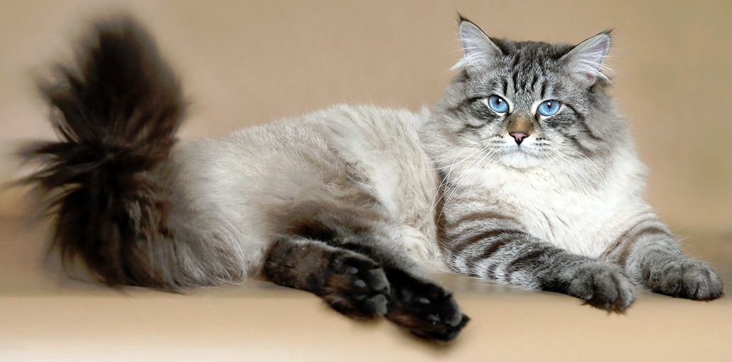 Порода кошек: Невская маскарадная