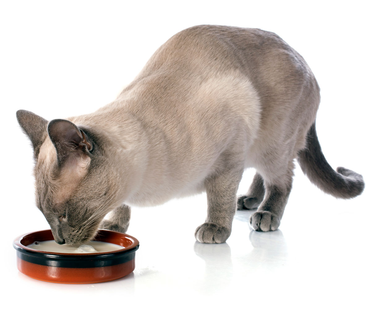 Питание сиамских кошек
