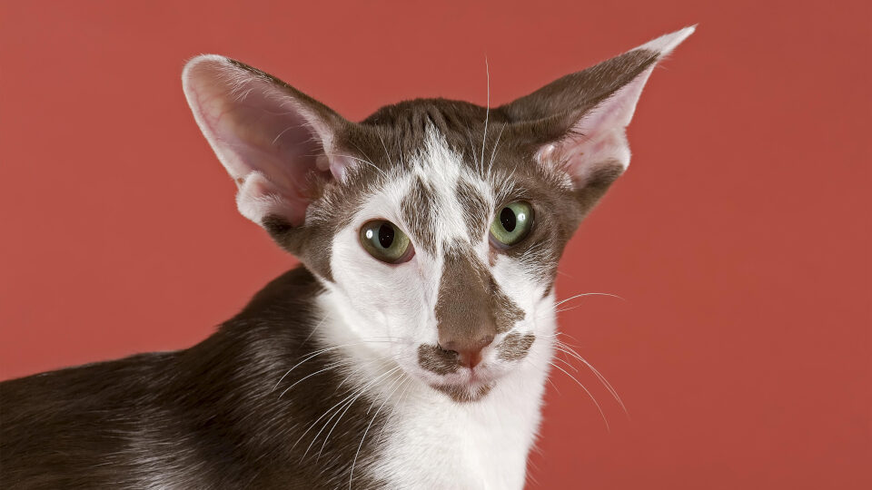 Порода кошек: Короткошерстный ориентал